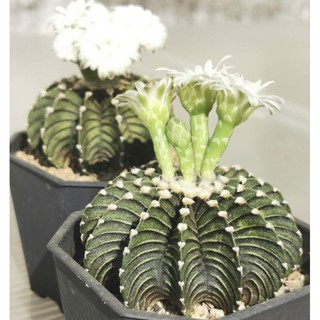 เมล็ด​ Lb2178 13พู ผสมกับ12 พู ชุดละ 20เมล็ด​  แคสตัส castus​ Astrophytum​