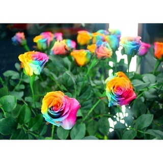 30 เมล็ด กุหลาบ มินิ บอนไซ Rose Seeds ดอกเล็ก สีเรนโบว์ ต้นไม้แคระ นำเข้าพร้อมคู่มือ