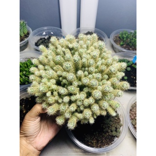 แมมเม็ดพริก ไซส์เบบี้ แยกพอต Mammillaria Prolifera แคคตัส กระบองเพชร cactus&amp;succulent (ขั้นต่ำ 10 ต้น)