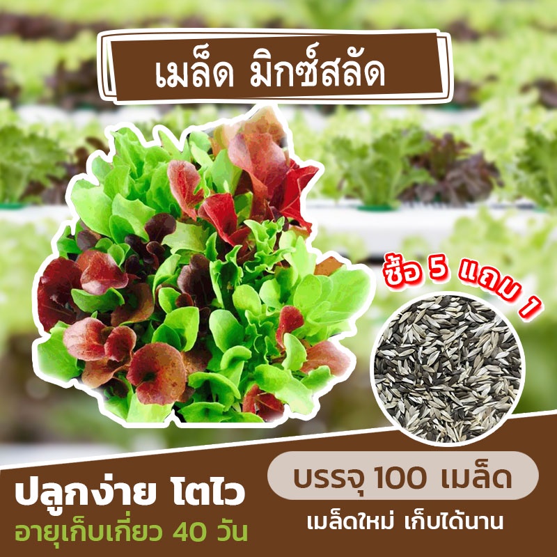 เมล็ดพันธุ์ มิกซ์สลัด (สลัดรวม) แบ่งขาย 100 เมล็ด (ซื้อ 5 แถม 1)