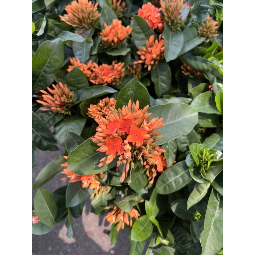 มุมมอง 2