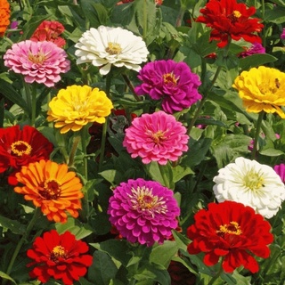 เมล็ดดอกบานชื่น คละสี 50เมล็ด  บานชื่นซ้อน Zinnia Flower  เมล็ดพันธุ์นำเข้า   พันธุ์แท้100%