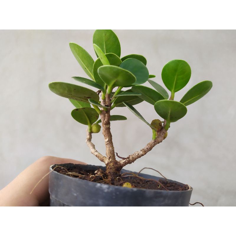 ช้อนเงินช้อนทอง ไม้มงคล ไม้จิ๋ว กระถาง 3 น่ารักๆ บอนไซ เพรมน่า หมากเมเปิ้ล ม่วงเจริญ เชอรี่แคระ สนดำ เมเปิ้ล - รูปที่ 2