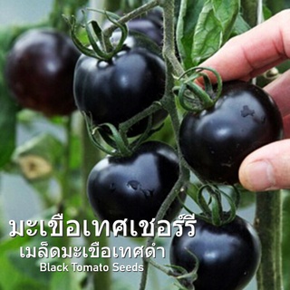 ไทยมีในสต็อก! ดำ มะเขือเทศเชอร์รี่ Black Cherry Tomato Seed บรรจุ50 เมล็ด (ไม่ใช่พืชที่มีชีวิต)