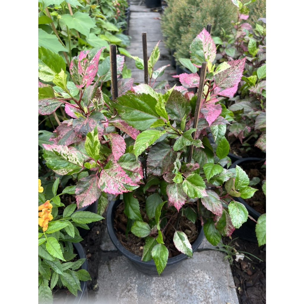 มุมมอง 3