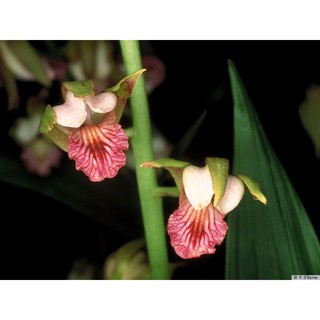 ว่านหัวครู Eulophia spectabilis ว่านดิน 1 หัว