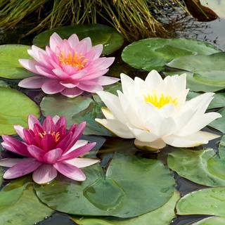 100 เมล็ด เมล็ดบัว คละสี นำเข้า บัวนอก สายพันธุ์เมล็ดบัว Waterlily Nymphaea Seeds