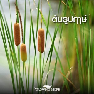 ต้น​พันธุ์​ธูป​ฤาษี​ ต้นละ5บาท(ขาย1ชุด​20​ต้น​100​บาท​) สำหรับปลูก