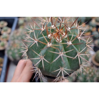 เมโลแคคตัส (Melocactus) ส่งทั้งกระถาง