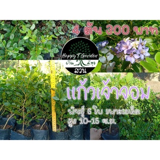 🌱แก้วเจ้าจอมพันธุ์ 6 ใบ(เพาะเมล็ด) 4ต้น 300 บาท🍃สูงประมาณ 10-15cm.