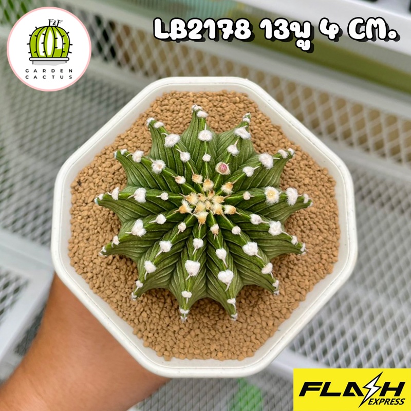 LB2178 แท้100% 13พู คัดสวย Cactus แคคตัส ไม้เมล็ดทุกต้น แข็งแรงไม่มีตำหนิ ขนาดประมาณ3-4cm F&F Garden