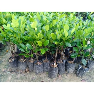 ต้นขนุนไร้เมล็ด พันธุ์เพชรน้ำผึ้ง ทาบกิ่งสูง 40-50 ซม.