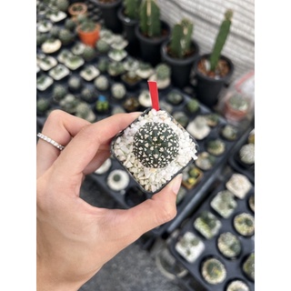 แอสโตรไฟตัม (Astrophytum super v) ไม้เมล็ด Size 3cm