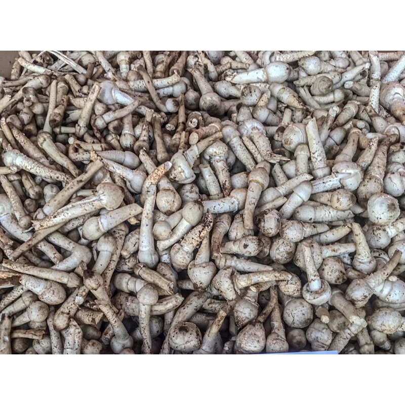 🍄เห็ดโคนปลวก เห็ดธรรมชาติ คัดตูม หรือเห็ดโคนหลวง