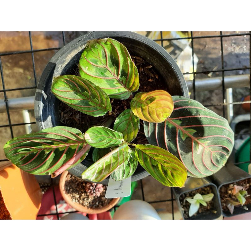 คล้ามารันต้าเรด Maranta red