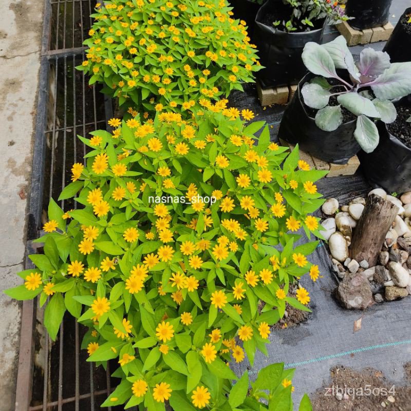 25pcs Benih Bunga Butter Daisy / Flower Seeds sJnr Shopee Thailand