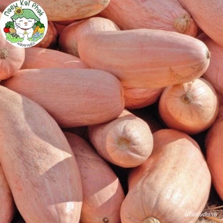 （มีของแจก）(เมล็ดพันธุ์แท้)เมล็ดพันธุ์ ฟักทองกล้วยสีชมพู Pink Banana Squash Seed บรรจุ 10 เมล็ด เมล็ดพันธุ์นำเข้าแท้ 100%