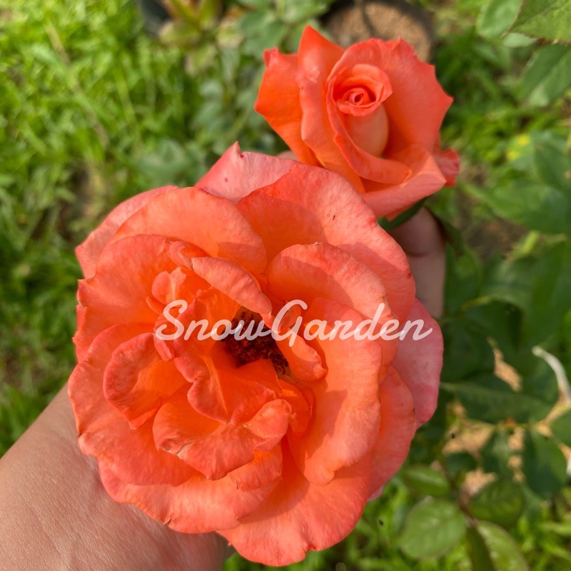 กุหลาบ Tropicana (ติดดอก) ทรอปปิคาน่า พุ่มสวย ดอกสีส้ม บานทน