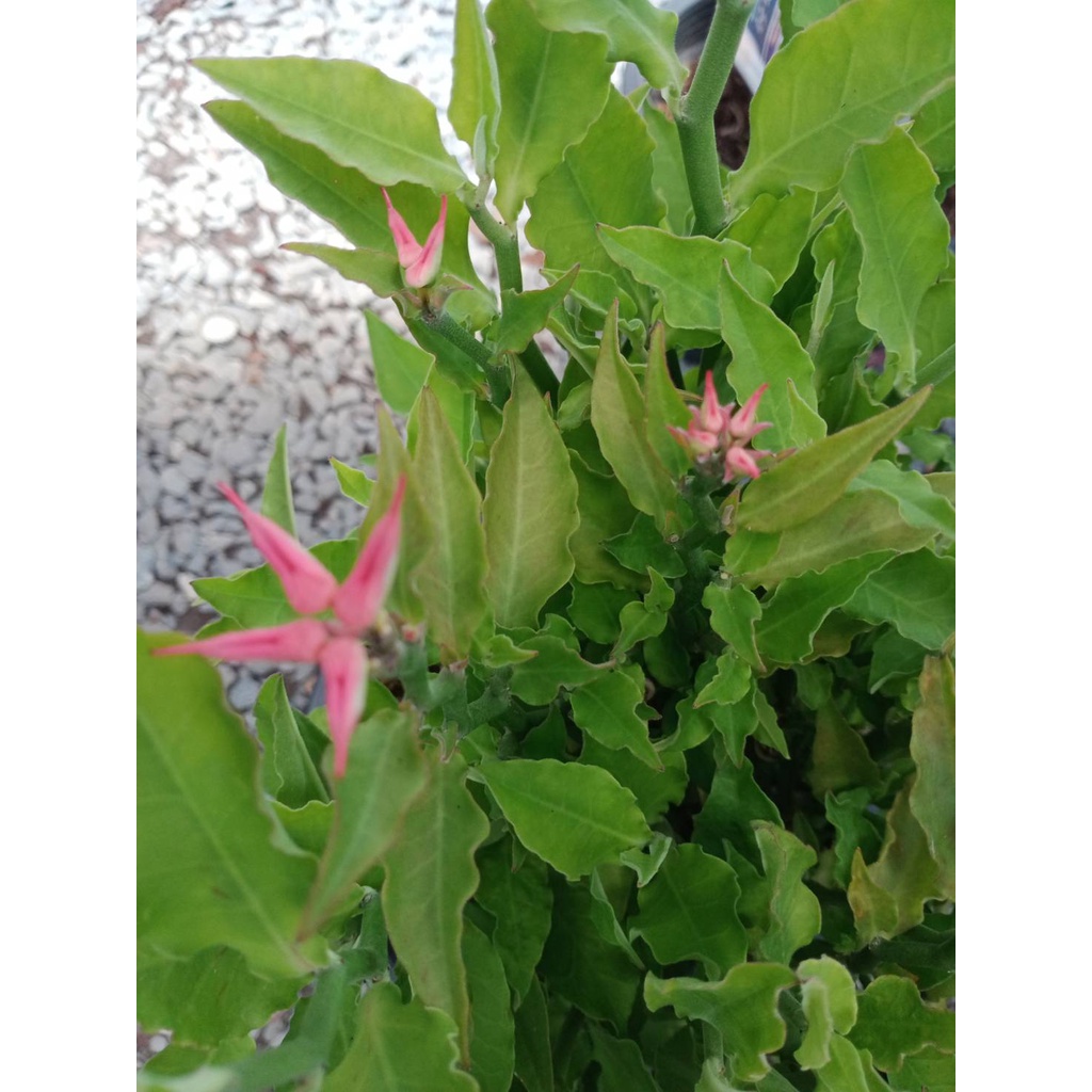 ต้นนกน้อยนำโชค ไม้มงคล ออกดอกคล้ายตัวนกน้อย    กิ่งละ 29 บาท - รูปที่ 3