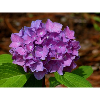 20 เมล็ด เมล็ดไฮเดรนเจีย Hydrangea Seeds สีม่วง ไฮเดรนเยียสายพันธุ์ฝรั่งเศส