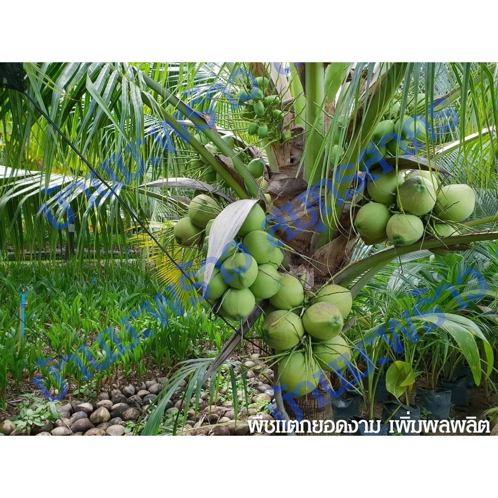 ส่งฟรี! ปุ๋ยมูลไก่อัดเม็ด 9 kg ปุ๋ยอินทรีย์ ปุ๋ยคอก ปุ๋ยขี้ไก่อัดเม็ด สำหรับพืชผักไม้ผล เร่งการเติบโตใบเขียวให้ผลผลิตมาก - รูปที่ 4