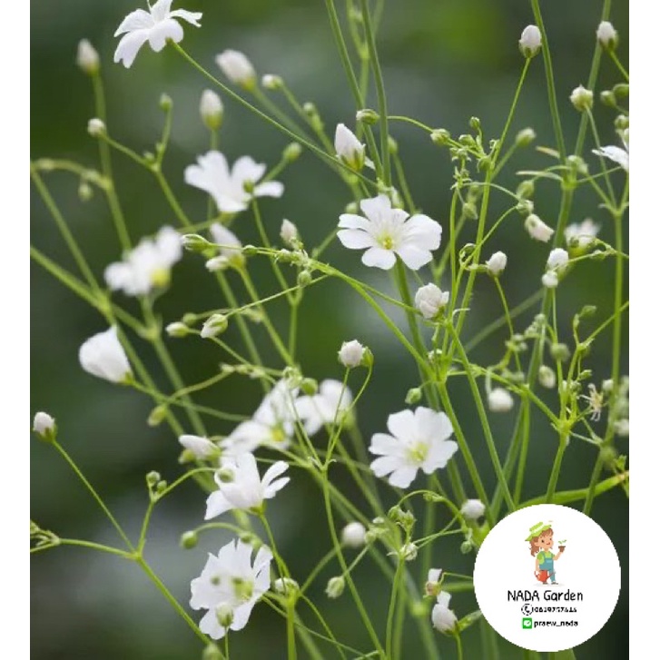 เมล็ดพันธุ์ ยิปโซฟิล่า สีขาว 300เมล็ด (Gypsophila)เมล็ดพันธุ์OPแท้ อัตราการงอกสูง ราคา ถูกที่สุด ดีลบีเคเค แกลเลอรีภาพที่ 7