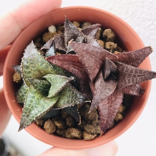 Haworthia Testella ฮาโวเทีย (Succulent/ไม้อวบน้ำ/ต้นไม้)