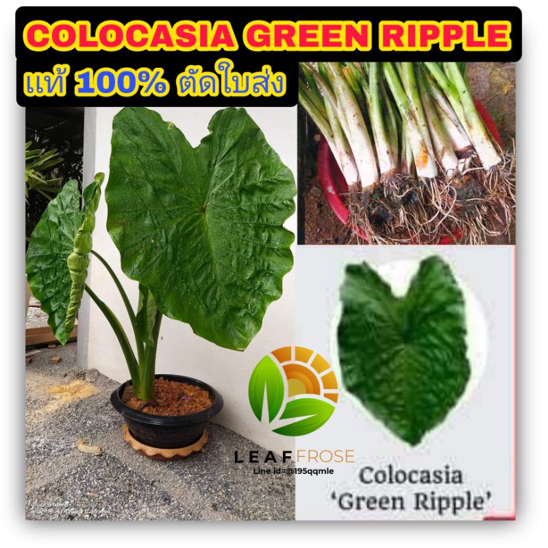 Colocasia Green ripple 1ต้น ตัดใบ ส่งขาย  โคโลคาเซีย กรีน ริปเปอร์ colocasia green ripper เเฝด Black riple