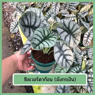 🍀อโลคาเซีย หนังช้าง ซิลเวอร์ดราก้อน alocasia silver dragon &amp; Alocasia Nebula ส่งพร้อมกระถาง