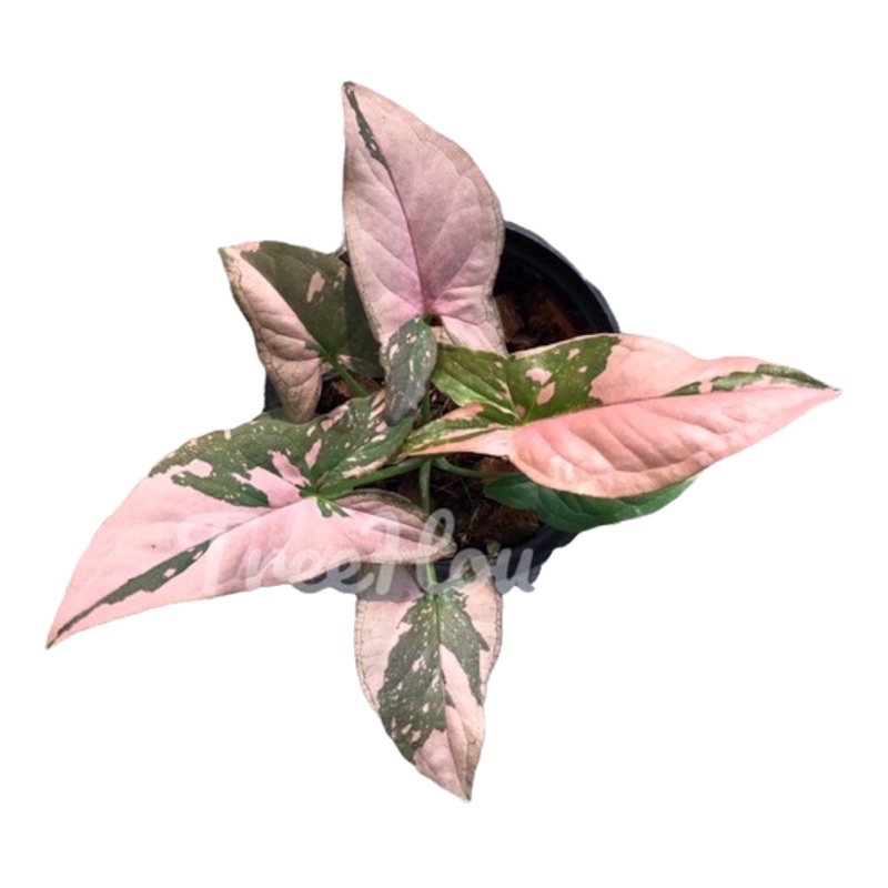 เงินไหลมาด่างชมพู  (Syngonium pink splash) กระถาง 3 นิ้ว 3-4 ใบ ไซส์มินิ