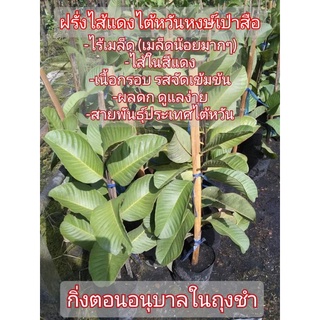 กิ่งตอนอนุบาลในถุงชำ.ไส้แดงไต้หวัน..ฝรั่งอนาคตไกล