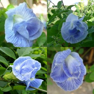 เมล็ดพันธุ์ อัญชัน ดอกอัญชันสีฟ้า กลีบซ้อน 5 ชั้น (Blue sky Butterfly Pea) บรรจุ 3 เมล็ด ดอกสวยมาก