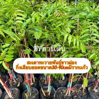 สะเดาทะวายพันธุ์ขาวผ่องเป็นกิ่งเสียบยอดขนาด30-40cmสายพันธุ์เเท้