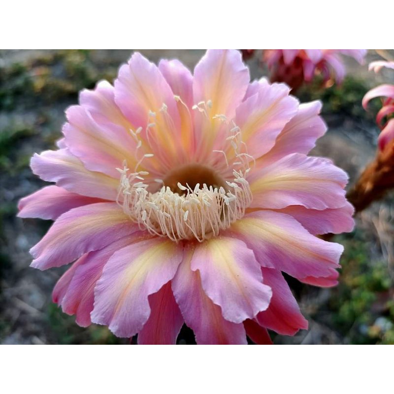 กระบองเพชร cactus หน่อเด็ดสด Lobivia โลบิเวีย รหัส EWN002  ขนาดหน่อ 2.5 - 3 เซนติเมตร ดอกสีชมพูเหลือง