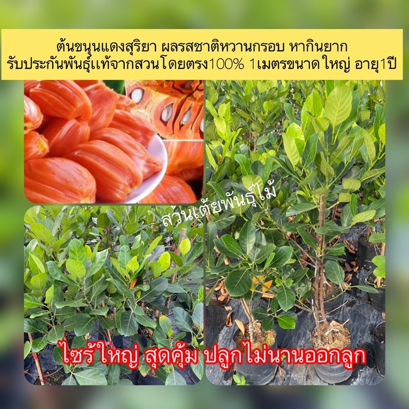 ต้นขนุนแดงสุริยา เนื้อสีเเดงสวยรสชาติหวาน 1ออเดอร์สามารสั่งได้2ต้นรับประกันพันธุ์เเท้1เมตรขนาดใหญ่ อายุ1ปี