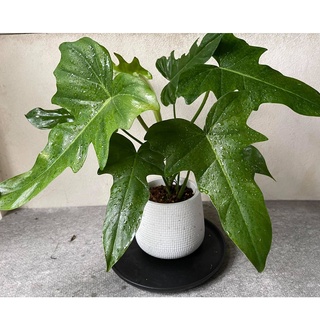 Philodendron Bipennifolium ฟิโลเดนดรอน ฟิโลไวโอลิน เขียว ไม้หายาก ไม้โตช้า ฟอร์มสวยมาก