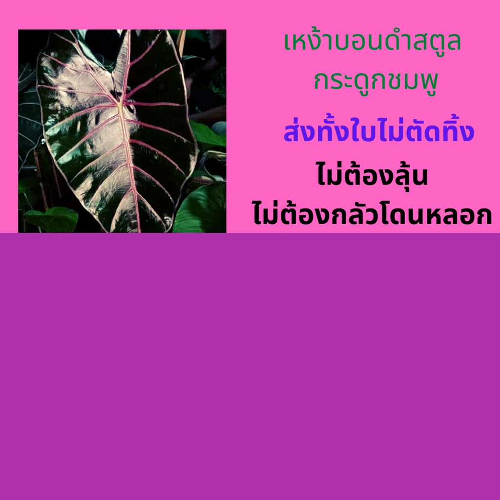 บอนดำสตูล กระดูกชมพูแท้ - รูปที่ 5