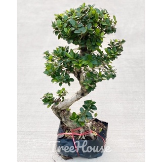 ไทรจีน มังกรนำโชค (Laurel fig, laurel rubber) กระถาง 11 นิ้ว สูง 120-140  ซม.