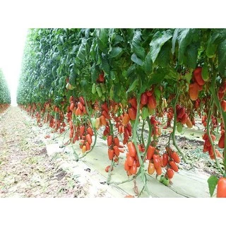 เมล็ดพันธุ์ มะเขือเทศ แซนมาซาโน่ (San Marzano Tomato Seed) บรรจุ 50 เมล็ด คุณภาพดี ราคาถูก ของแท้ 100%