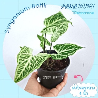 ออมลายกนก (Syngonium Batik) ในกระถาง 4 นิ้ว ต้นไม้ใบสวย ไม้ฟอกอากาศ