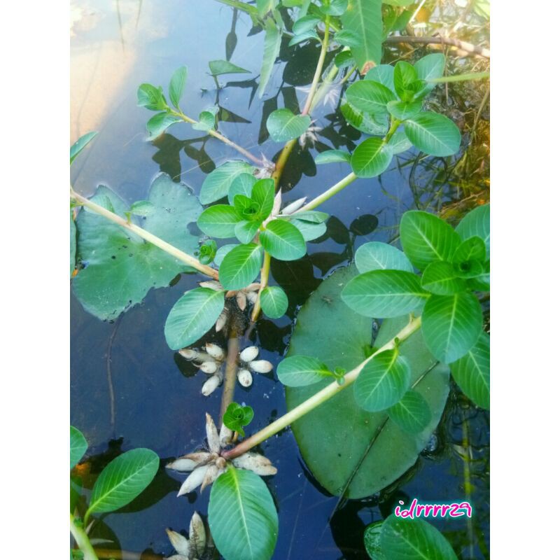 ต้นแพงพวยน้ำ (Ludwigia) กิ่งละ 15 บาท ((3 กิ่ง 40 บาท)) #ต้นไม้น้ำ #เลี้ยงปลา #ต้นไม้น้ำสวยงาม