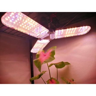 ไฟปลูกต้นไม้ 220V 36W ขั้ว E27 180/240 led 3-4 ใบ พับได้ Led Grow Light Full Spectrum War