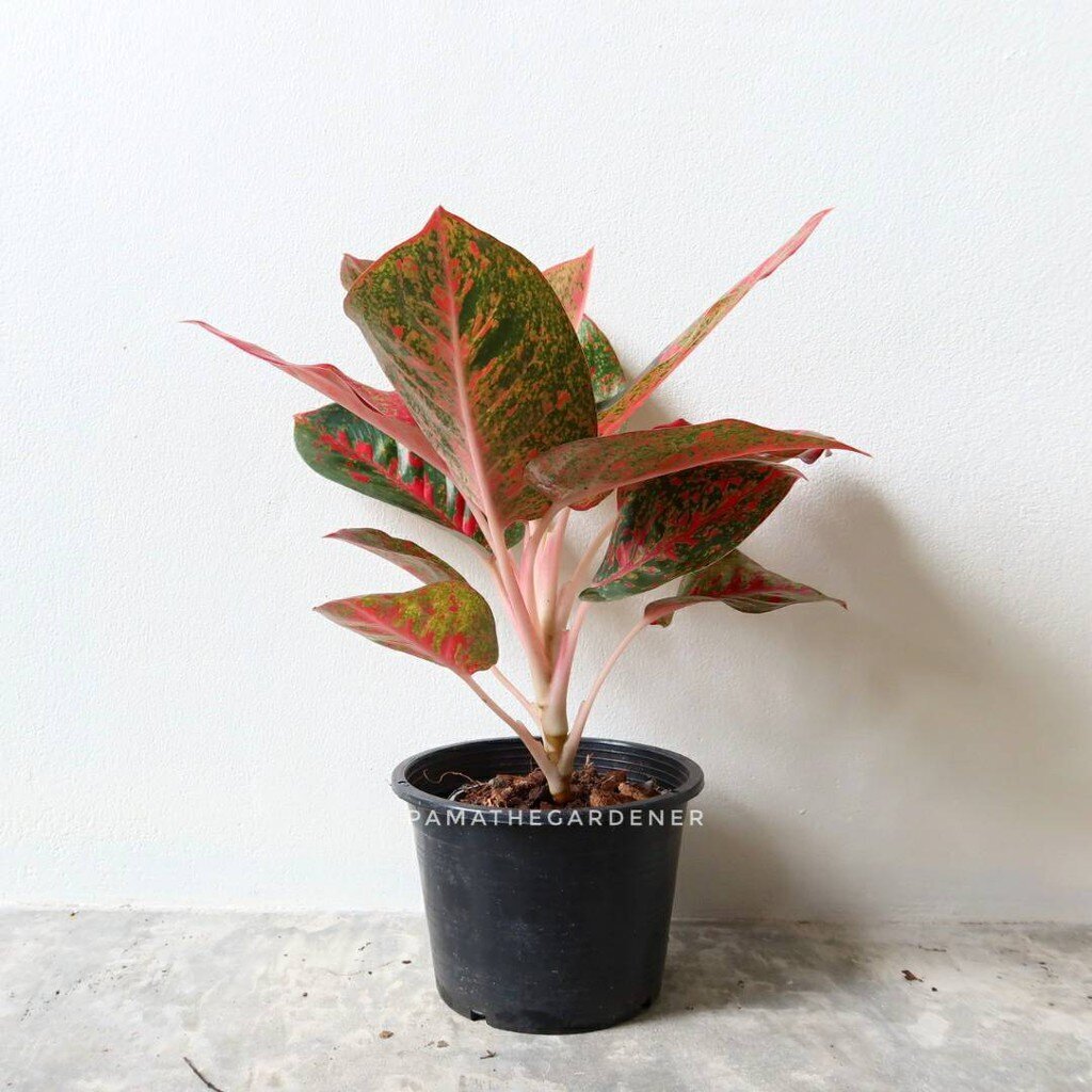 มุมมอง 3