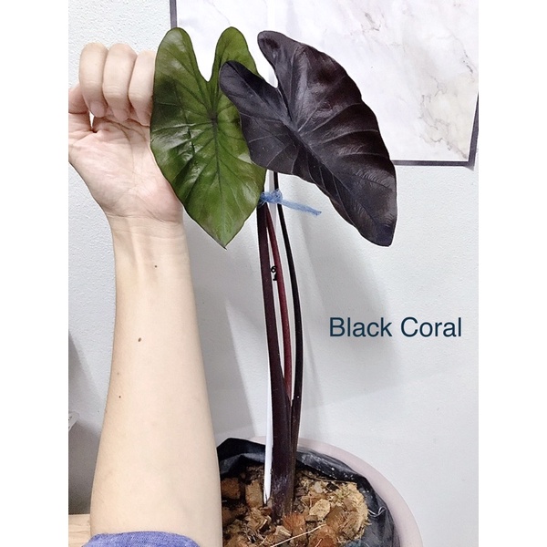 Colocasia Black coral ต้นสวยสูง 45ซม. พร้อมส่ง