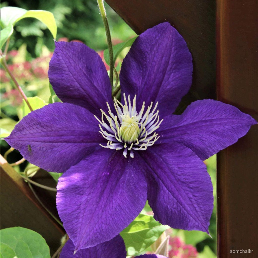 10pcs Daisy Garden Purple Clematis Seeds Flowers Clematis Vine Seeds