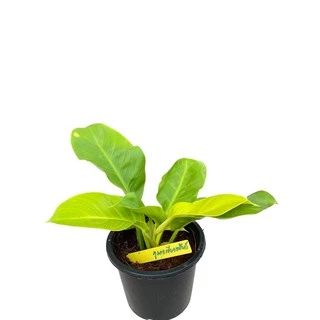 ต้นกุมารทองเรียกทรัพย์ Philodendron Moonlight จัดส่งพร้อมกระถางดำ 6 นิ้ว