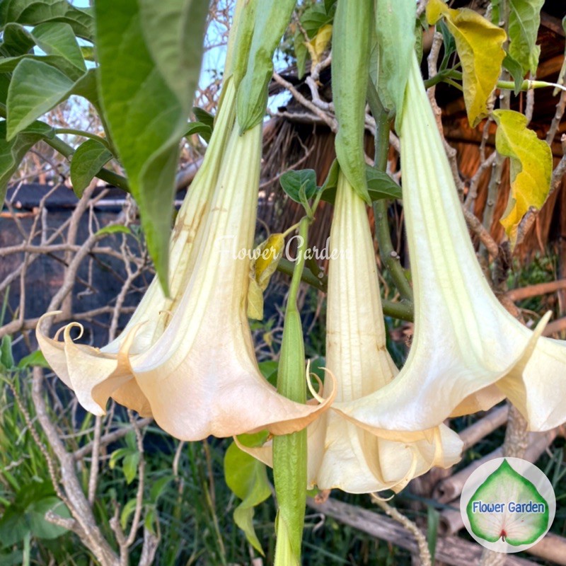 F88 แตรนางฟ้า ดอกสีโอรส เลี้ยงง่าย แบบถุง