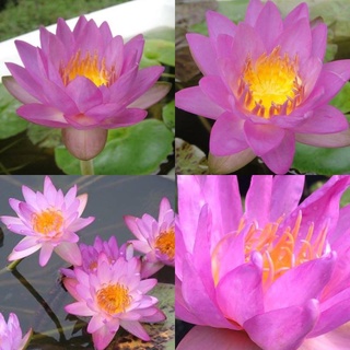 10 เมล็ด เมล็ดบัว สีม่วง นำเข้า บัวนอก สายพันธุ์เมล็ดบัว Waterlily Nymphaea Seeds