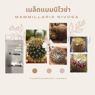 เมล็ดกระบองเพชร เมล็ดแคคตัส เมล็ด Mammillaria nivosa 100 เมล็ด