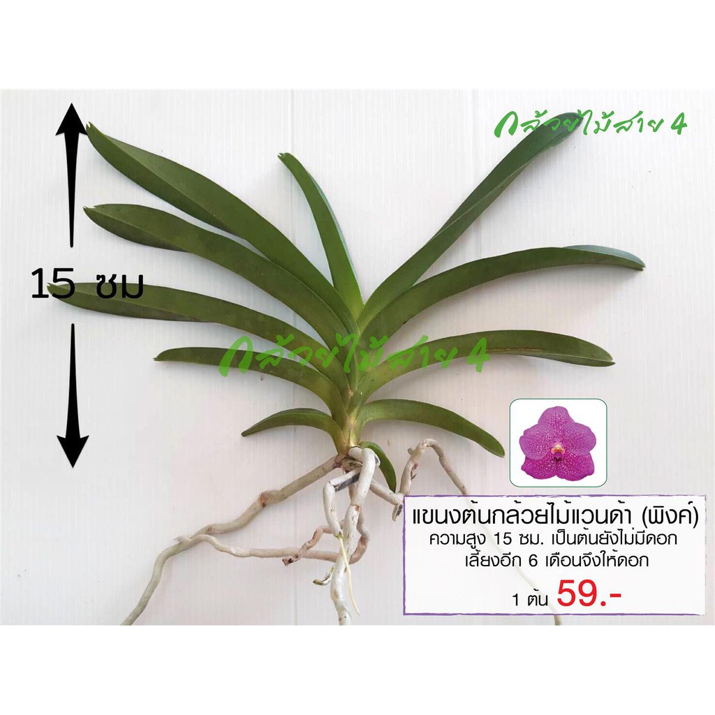 แขนงต้นกล้วยไม้แวนด้า พชรพิงค์ สีชมพู (Vanda Patchara Pink Orchid Plant)